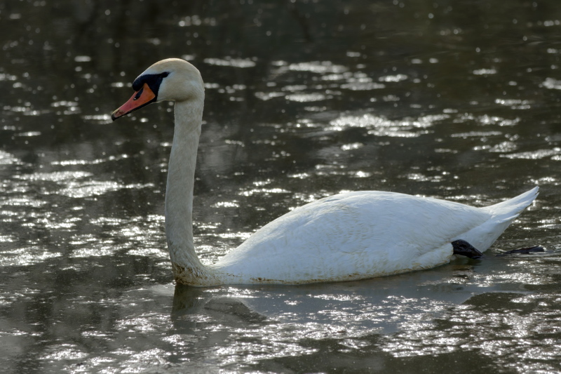 Swan on the lake